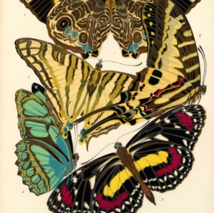Papillons. Plate 5