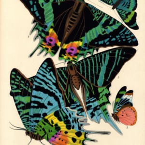 Papillons. Plate 7