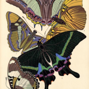 Papillons. Plate 8