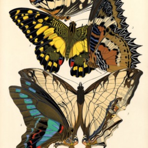 Papillons. Plate 9