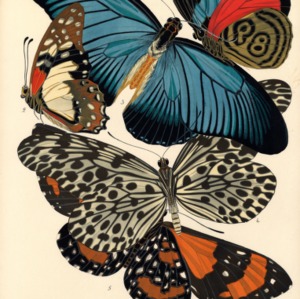 Papillons. Plate 11