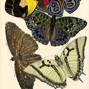 Papillons. Plate 12