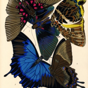 Papillons. Plate 16