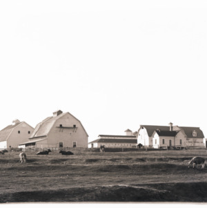 Dairy Barns, Campus, circa 1925