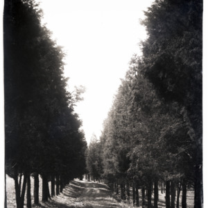 Row of Cedars Looking Toward Pullen Park, Campus, circa 1920s
