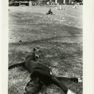 Dog stretching on the Court of Carolinas grass