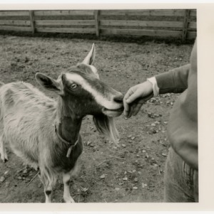 Goat inspects hand