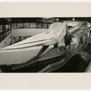 Hanging whale stomach skeleton in College of Veterinary Medicine building