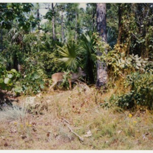 Deer in wooded area