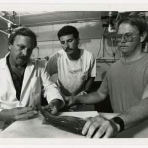 Three researchers working with striped bass