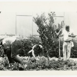 Three men tending to the greenery outside of Cox hall