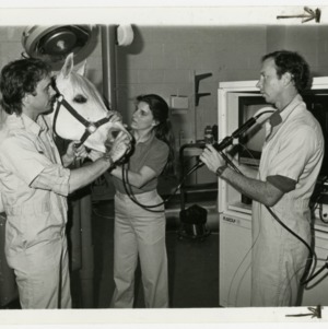 Three workers tend to a white horse at the College of Veterinary Medicine
