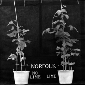 Plants with and without use of lime