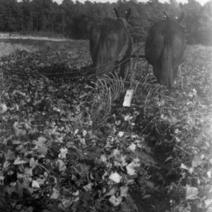 Mule-drawn harvesting machinery in sweet potato field
