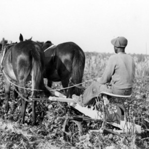 Horse-drawn harvesting machinery in sweet potato field