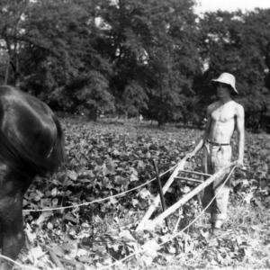 Horse-drawn plow in sweet potato field
