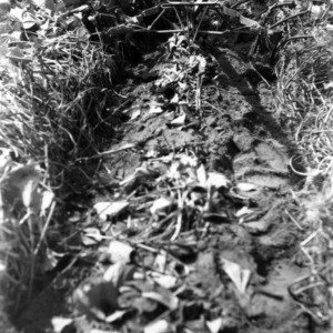 Plow in sweet potato field