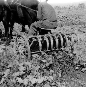 Harvesting machinery in sweet potato field