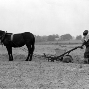 Mule-drawn agricultural machinery in field