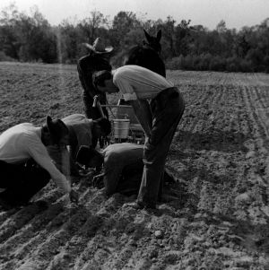 Men examining work of mule-drawn seed planter-fertilizer distributor machinery in field