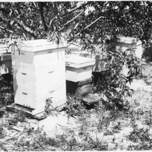 Hives in apiary