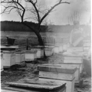 Taking honey from colonies in C. E. Marriner's apiary