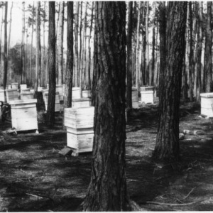 J. E. Dodson's apiary in Green Swamp
