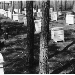 J. E. Dodson's apiary in Green Swamp