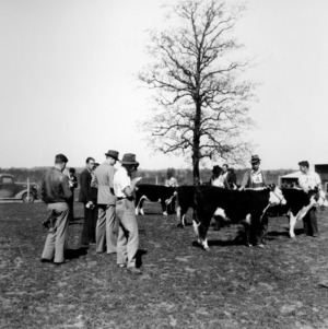 Students training in livestock judging