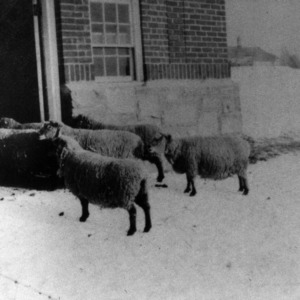 Sheep entering building