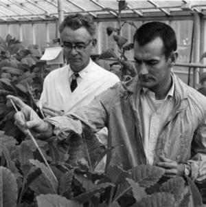 Men examining plants in greenhouse