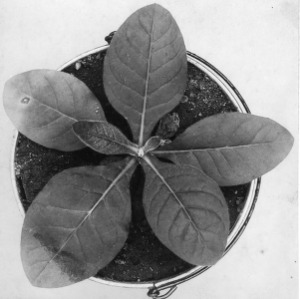 Potted common broadleaf with mild form of freuching