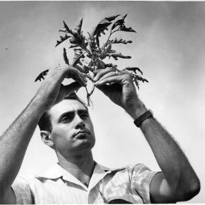 Dr. Phil Upchurch examining plant roots
