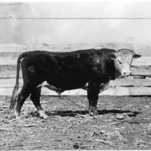 Pure bred Hereford Bull "Beu"