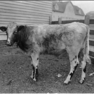 Steer at Central Experiment Station