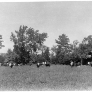 Cattle in field