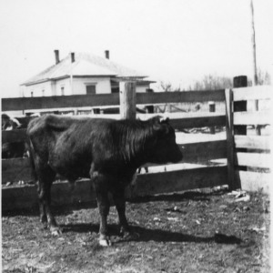 George native bull