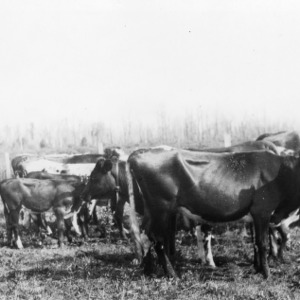 Native cows
