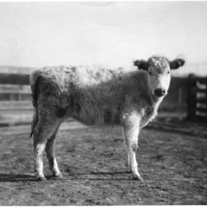Cow at Central Experiment Station