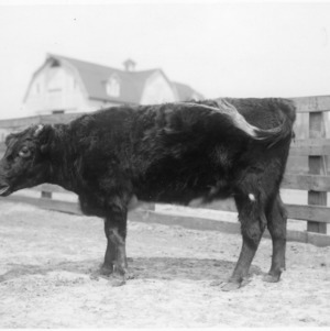 Cow at Central Experiment Station
