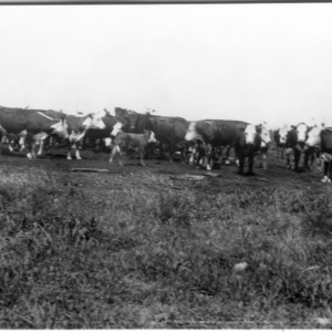 Hereford bull and breeding herd