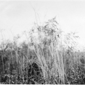 Reed pasture