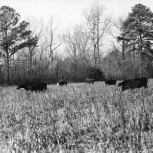 Winter feeding cattle