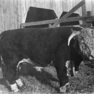 Bull used for breeding