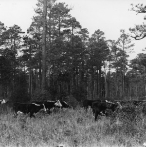 Cattle grazing in a pond pine-reed forest