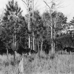 Cattle grazing in forest land