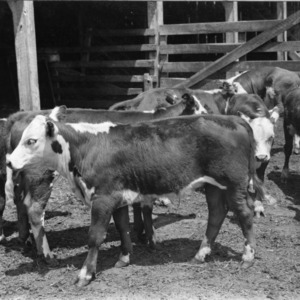 Calves in creep feeding experiment