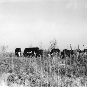Heifers grazing on reed
