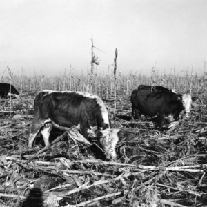Cattle gleaning corn stalk and soybeans in winter