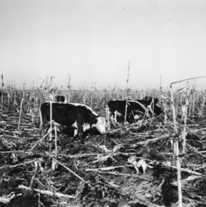 Cattle gleaning corn stalk and soybeans in winter